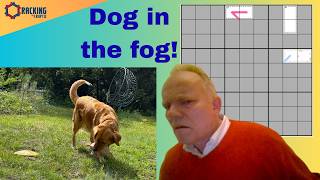 The Dog Seeks Answers in the Fog!
