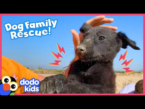 You Won’t Believe Where Rescuers Found This Puppy | Rescued! | Dodo Kids