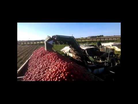 Tomates Agrochacho 2015