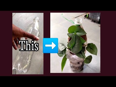 , title : 'Cheap & Easy DIY Hanging Pots to Grow Satin Pothos (Scindapsus)'