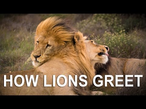 How Lions greet each other: Father & Son meet for evening hunt | Real life lion king moment