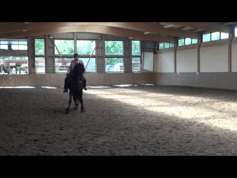 Friesenhengst Otje (Sape 381-Sohn) am Tag der offenen Tür 2014 mal "spanisch".