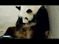 Schattig en uniek: pandatweeling in België - RTL NIEUWS
