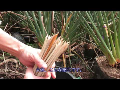 園芸 葉のない極楽鳥