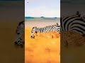 Cheetah Vs Zebra Shorts Tiktok