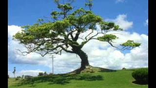 Mi Arbol y Yo