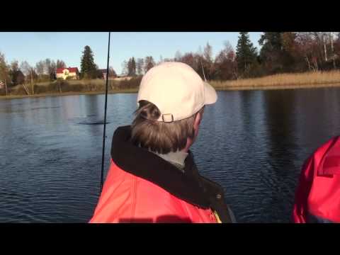 Kalastusta : Lokakuussa suurhaukea tuplavieheillä 32kg osa 1