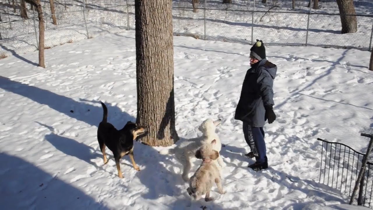 Enlarge MAVIS, a ADOPTABLE Standard Poodle in Elk River, MN video 6/6