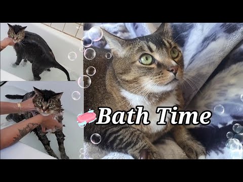 GIVING MY CAT A BATH