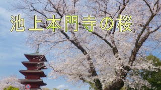 池上本門寺の桜