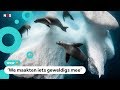 Spectaculaire foto's van de onderwater-fotowedstrijd