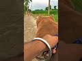 Nikku Vlogz Short Nikkuvlogz Dog Viral Opvlogz Short