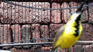 Download lagu BUKTIKAN!! CUKUP 1 MENIT SOGON MANAPUN DIJAMIN LANGSUNG EMOSI DAN IKUT GACOR mp3