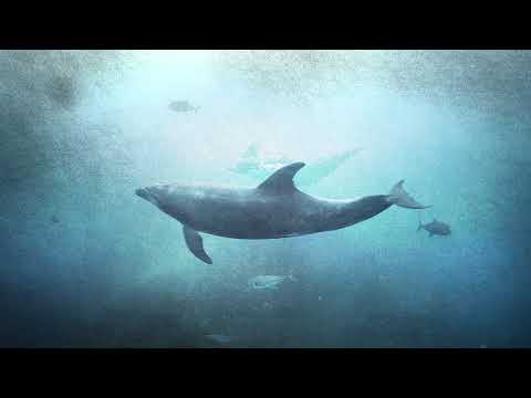 Pelagic Fleet