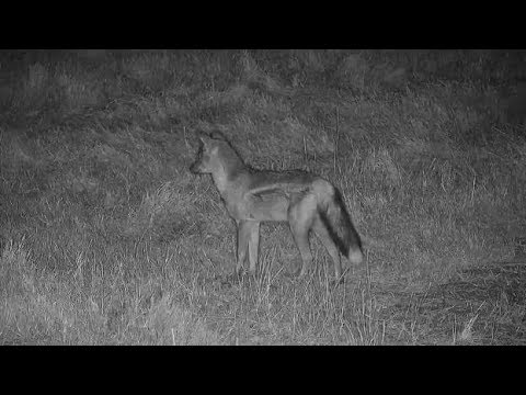 Djuma: Side-striped Jackal - 04:56 - 06/14/19