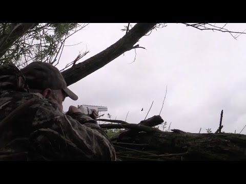 The Shooting Show - one-decoy pigeon and rook shooting in Yorkshire