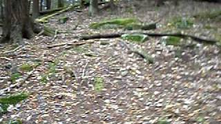 preview picture of video 'Owlsbury Hike (8 of 14) Brook Crossing, Entrance to the Ghostown, & Start of Strangeness'