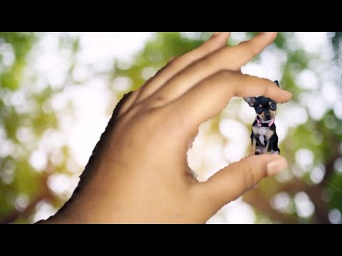 Top 5 cutest dogs ||Rimsha Lifestyle||