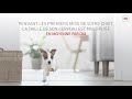 Royal Canin SHN Puppy Mini