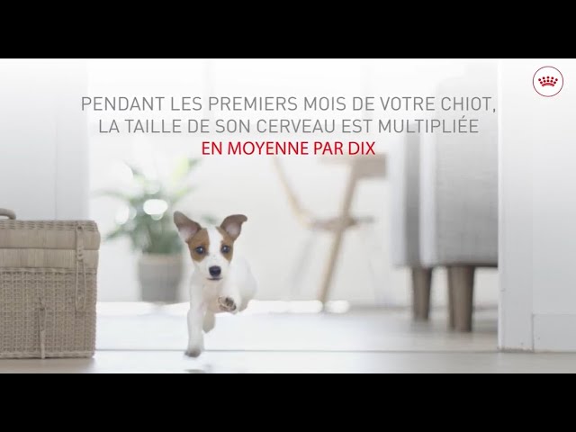 Royal Canin SHN Puppy Mini