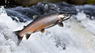 Class Actinopterygii Part 3: Reproduction and Ecology