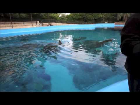 Trainer explains dolphin sexual organs