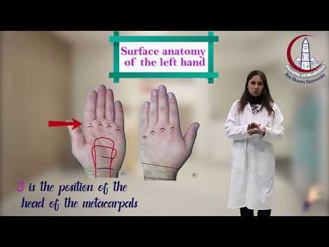 Hand & Wrist Joint Examination