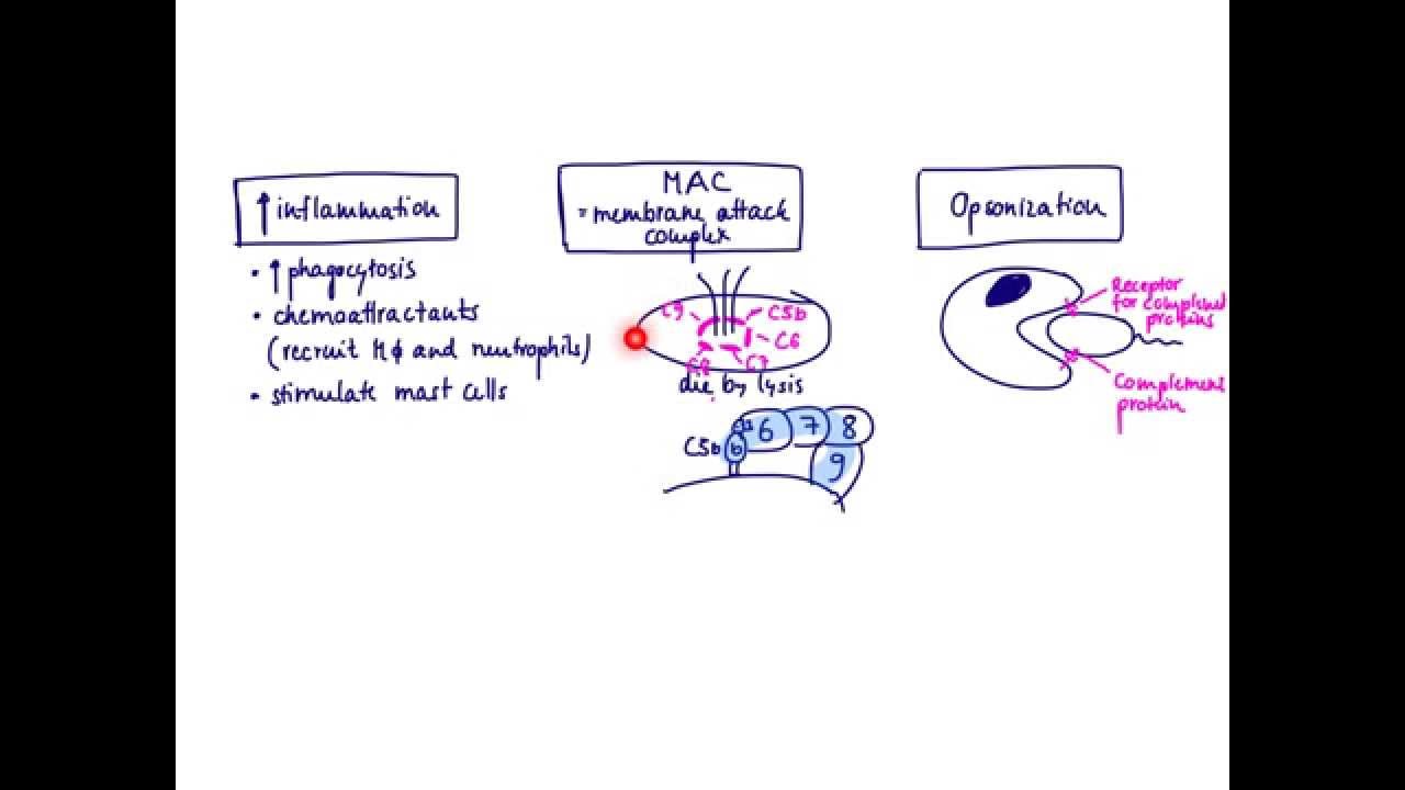 Brandl's Basics: The complement system