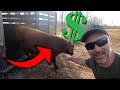 Dream Of Owning A Farm Can You Earn A Living With Cattle Surprised
