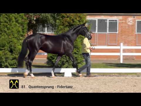 Hanoverian Stallion Licensing 2016 No  81 by Quantensprung Fidertanz