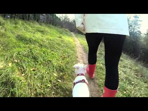 Dogma - The Parson Jack Russell Terrier - 