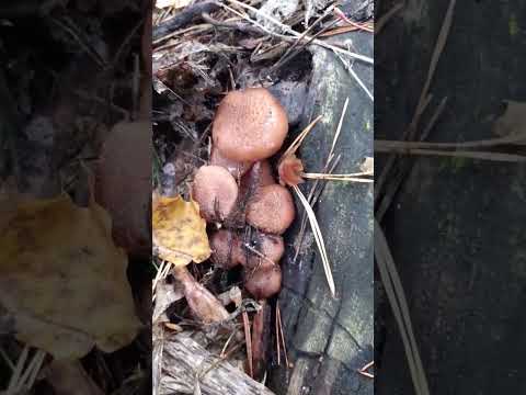 21 октября 2022 г.