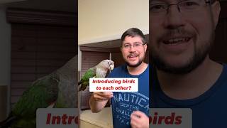 Do THIS before Introducing Birds to Each Other #veterinary #pets #parrots