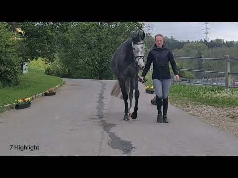 KN 7 Highlight, Stute *2020 v. Hickstead White - Lyjanero - Pflaster