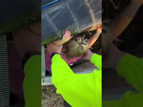 أميرة صغيرة تنقذ دجاجة محاصرة تحت الترامبولين 😍