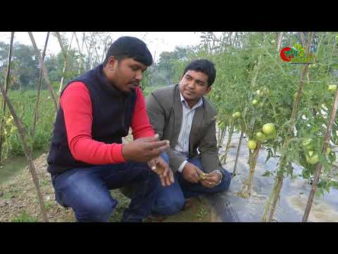 পলিথিন মালচিং পেপারঃ আধুনিক কৃষিতে অসাধারণ এক উপকরণ- Mulching technology