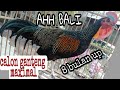 Ayam Hutan Hijau Muda Istimewa Suara Khas Buat Pancingan Biar Cepat Birahi Dan Berkokok