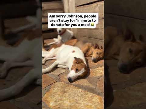 Link in bio to donate towards buying dog’s food 🥘#ohio #florida
