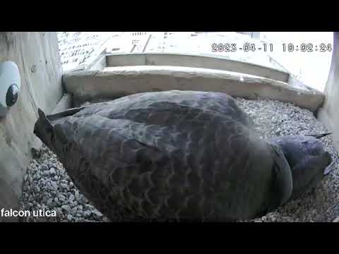 April 11 2023 Astrid beaks with Ares to get a turn on the eggs 1001AM