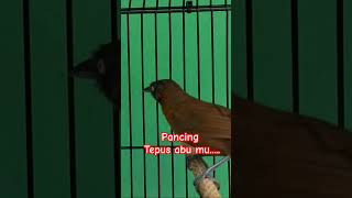 Download lagu Masteran Tepus kepala abu untuk pancingan bunyi mp3