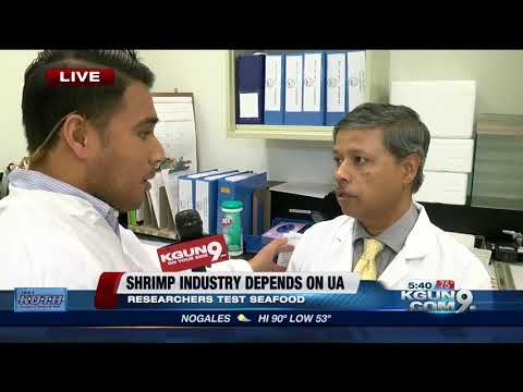 UA researches keep shrimp disease-free