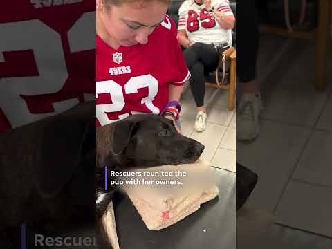 Lost dog swept away at sea found by lifeguards in miraculous discovery