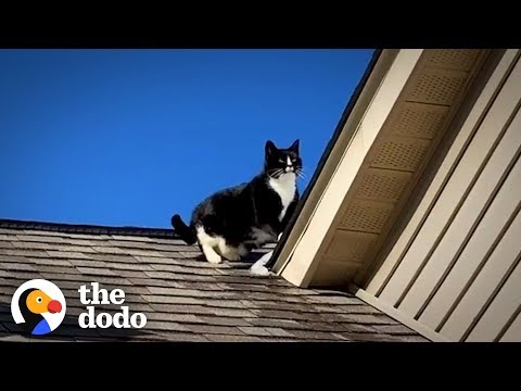 Family's Stubborn Cat Refuses To Get Off The Roof | The Dodo