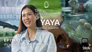 The Legend of YAYA | EP4. ตำรายาผีบอก สู่สารสกัดสำคัญออกฤทธิ์ทางยา PART 2