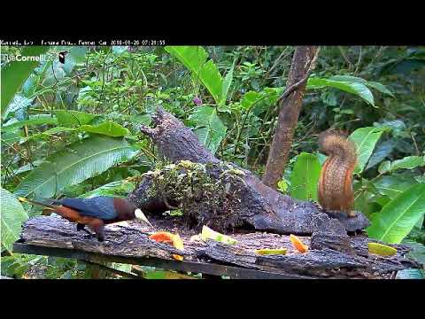 PanamaFruitFeederLiveCam 28 Jan 2018 Chestnut headed Oropendola