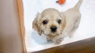 アメリカンコッカースパニエルの動画01