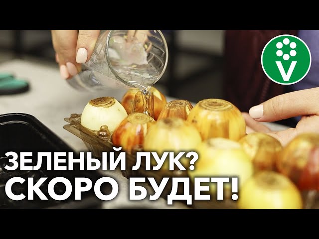 ЗЕЛЕНЫЙ ЛУК ВСЮ ЗИМУ НА ВАШЕМ СТОЛЕ! Стоит лишь ПРАВИЛЬНО посадить!