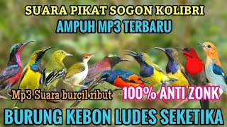 Download lagu Suara pikat sogon | Mp3 suara pikat burcil | Hipnotis burung liar bandel seketika turun mp3
