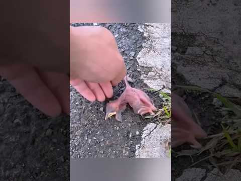 Cuidaron a un pájaro bebé en casa y al liberarlo comenzó a dejarles regalos #animal #naturaleza