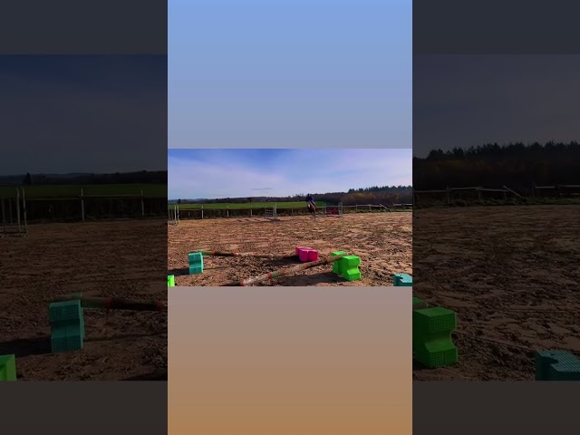 Ruin Selle Français Te koop 2020 Donker bruin / bai